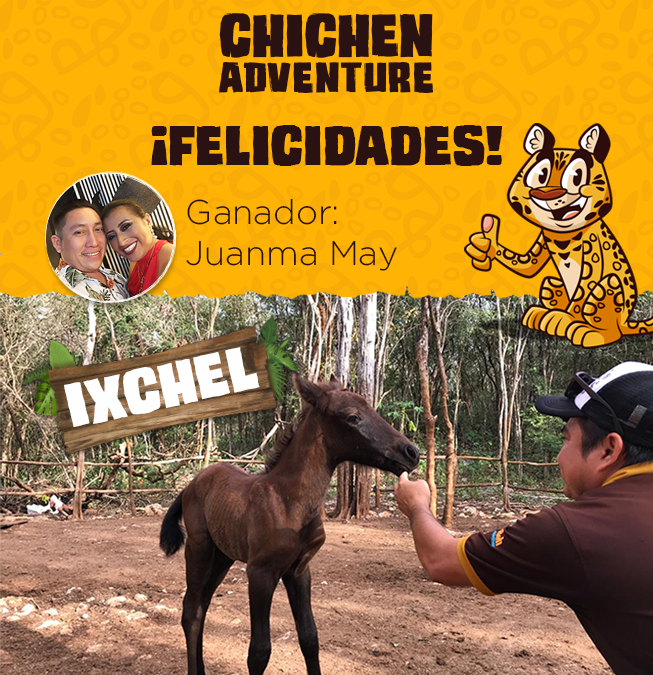 baby horse yucatan