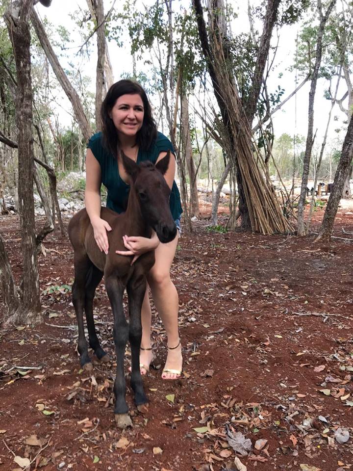 Baby horse chichen adventure